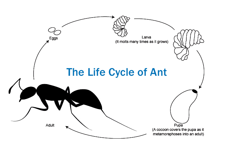 Life Cycle of Ants
